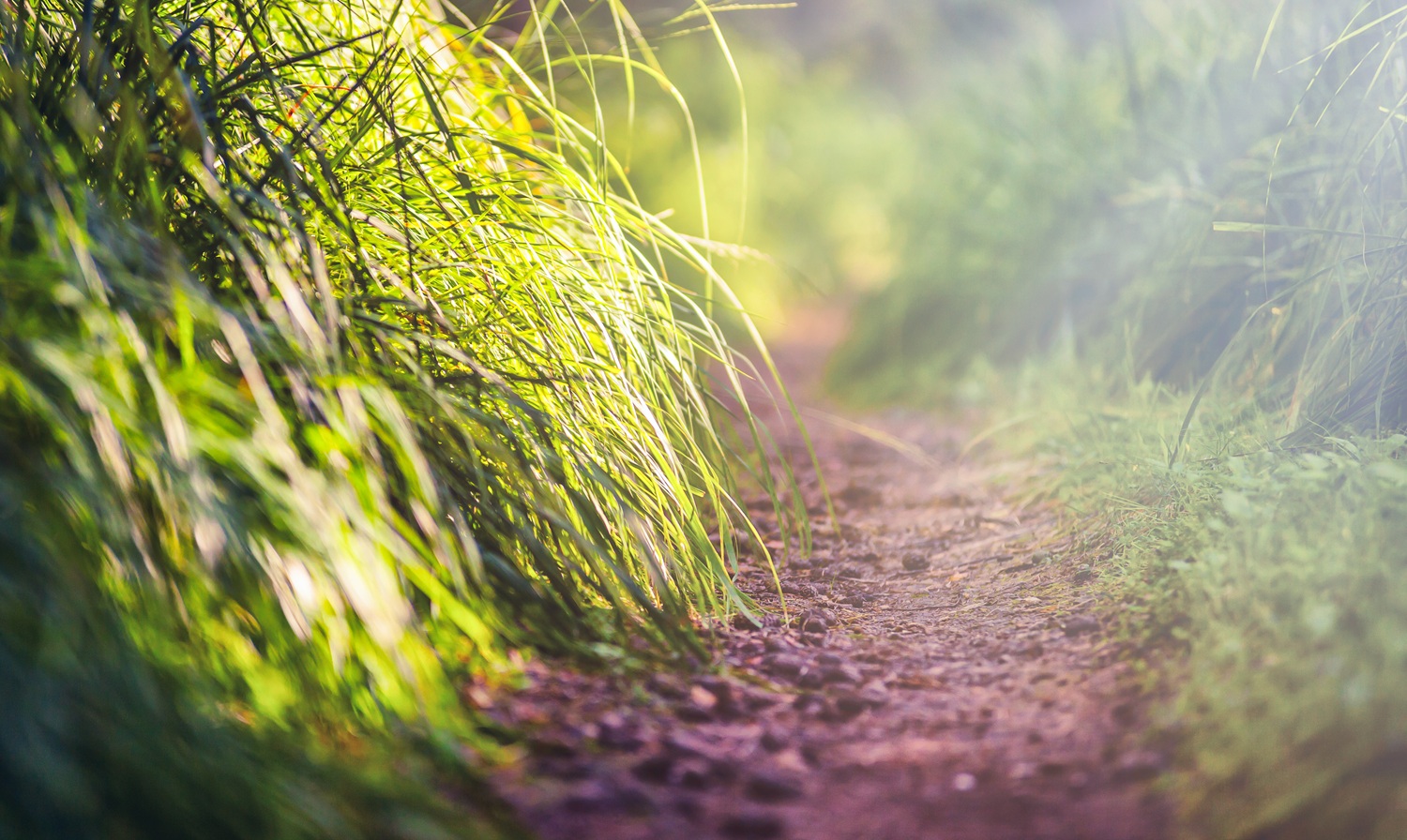 Line path in forest close up, ecology nature macro with small depth of field