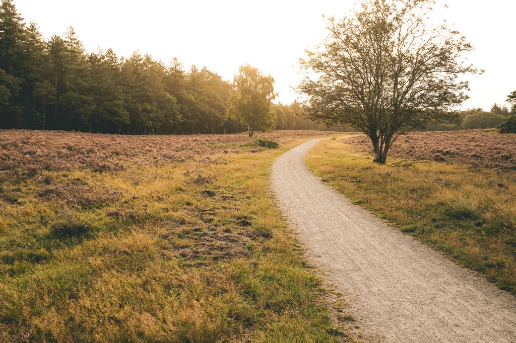 An autumnal landscape in the Dutch countryside with flowering heather bushes and curvy rural ro
